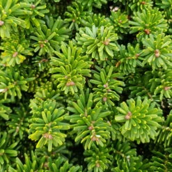 Günstiges Saat Zeit Geschäft -Günstiges Saat Zeit Geschäft 0430107468 Abies koreana Brillant 1 113758