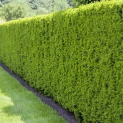 Heckeneibe Taxus Media "Hillii", 100er-Set, Höhe 30-40 Cm, Topf 3 Liter