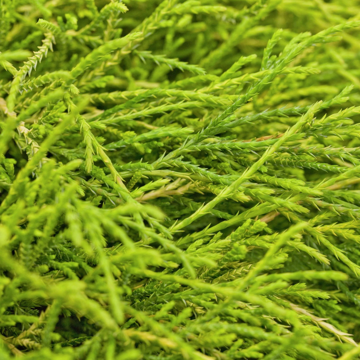 Gelbe Fadenzypresse 'Sungold', 10er-Set, Höhe 15-20 Cm, Topf 2 Liter 4 Gelbe Fadenzypresse 'Sungold', 10er-Set, Höhe 15-20 Cm, Topf 2 Liter – Bild 2