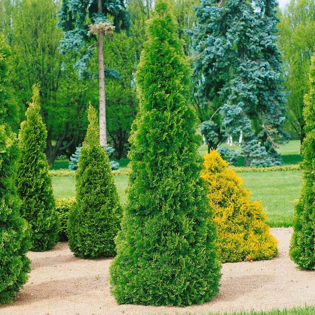 Smaragd-Lebensbaum, Thuja Occ. 'Smaragd', 5er-Set, Höhe 40-60 Cm, Topf 5 Liter 3 Smaragd-Lebensbaum, Thuja Occ. 'Smaragd', 5er-Set, Höhe 40-60 Cm, Topf 5 Liter