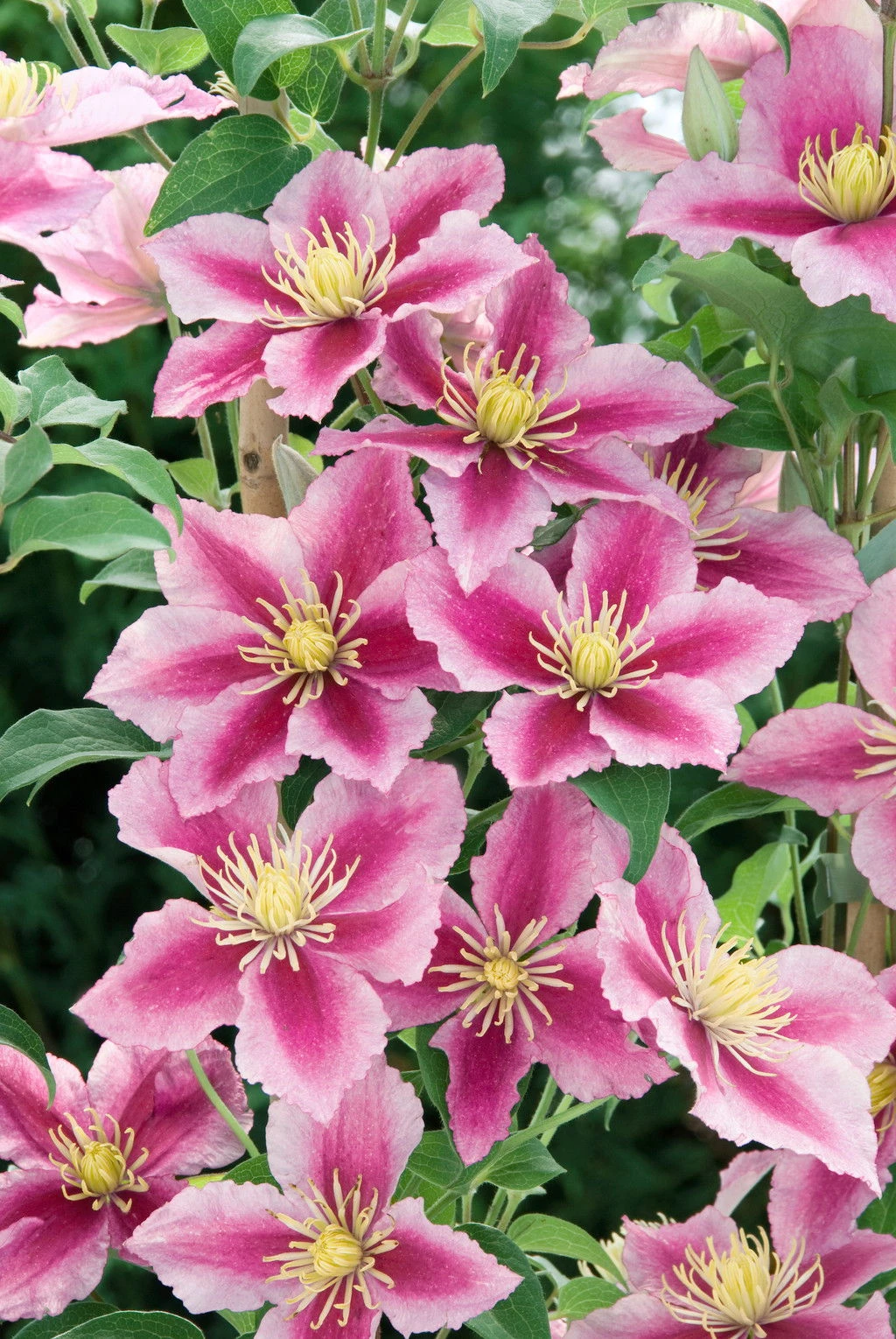 Clematis 'Piilu', 2er-Set, Rosa, Höhe 60-80 Cm, Topf 2 Liter 4 Clematis 'Piilu', 2er-Set, Rosa, Höhe 60-80 Cm, Topf 2 Liter – Bild 2