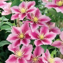 Clematis 'Piilu', 2er-Set, Rosa, Höhe 60-80 Cm, Topf 2 Liter