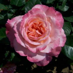 Stammrose 'Augusta Luise®', Edelrose, Stammhöhe 60cm Im 7,5 Liter Topf -Günstiges Saat Zeit Geschäft 0460100285 Augusta Luise RGB 5925
