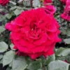 Duftende Edelrose 'Bellevue'®, Purpurrot, Topf 6 Liter -Günstiges Saat Zeit Geschäft 0460100686 KB Bellevue Premium Edelrose Co6lt purpurrot 40364