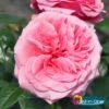 Stammrose 'Comeback'®, Edelrose, Stammhöhe 60cm Im 7,5 Liter Topf -Günstiges Saat Zeit Geschäft 0460100695 Comeback All in One Premium Edelrose Co 6l mLogo All in one 51171