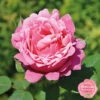 Duftende Edelrose 'Elbflorenz®', Fuchsiarot, Topf 6 Liter -Günstiges Saat Zeit Geschäft 0460100711 KB Edelrose Elbflorenz mEinklinker Duftrosenkollektion 49441