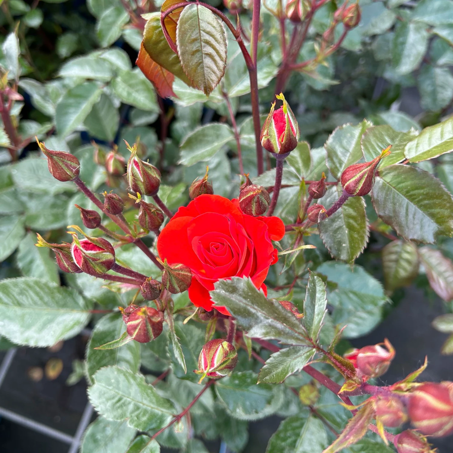 Beetrose 'Westpoint'®, Blutorange, Topf 6 Liter 6 Beetrose 'Westpoint'®, Blutorange, Topf 6 Liter – Bild 4