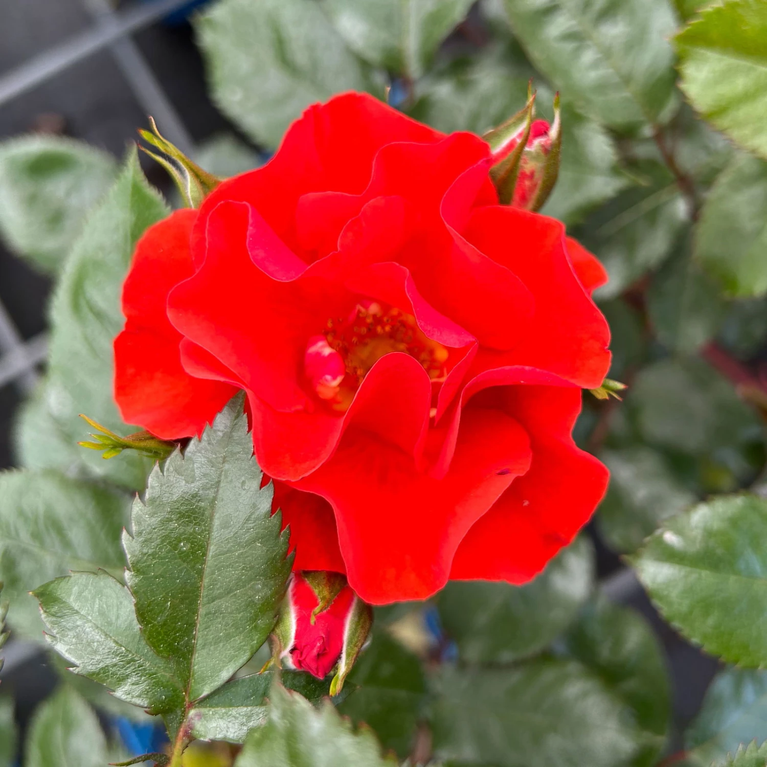 Beetrose 'Westpoint'®, Blutorange, Topf 6 Liter 5 Beetrose 'Westpoint'®, Blutorange, Topf 6 Liter – Bild 3