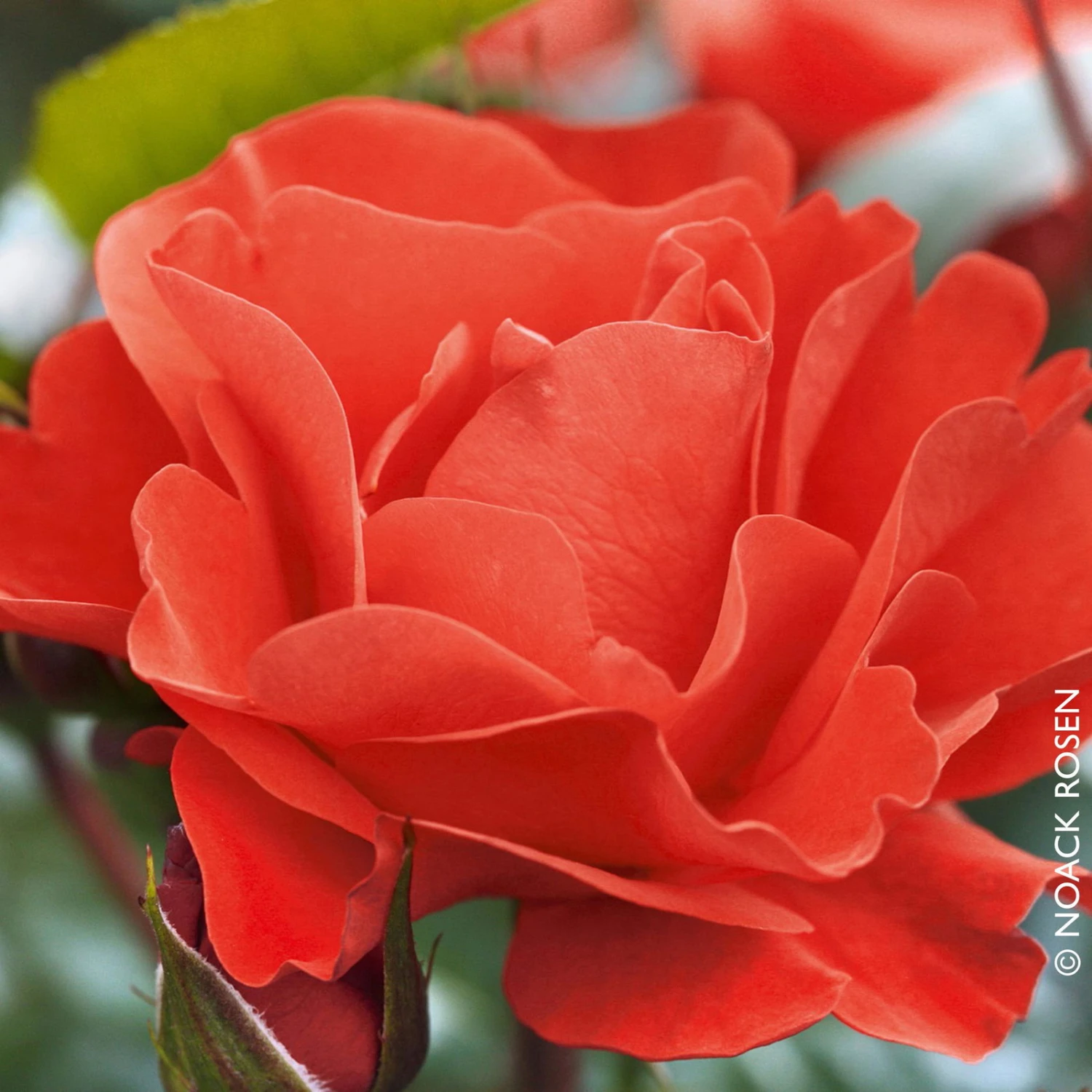 Beetrose 'Westpoint'®, Blutorange, Topf 6 Liter 4 Beetrose 'Westpoint'®, Blutorange, Topf 6 Liter – Bild 2