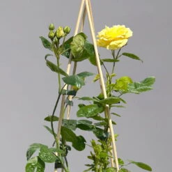 Duftende Beetrose 'Yellow Meilove®', Hellgelb, Topf 6 Liter -Günstiges Saat Zeit Geschäft 0460200845 beetrose yellow meilove premium 1 124087