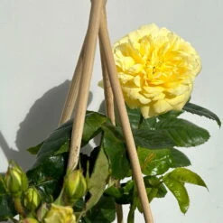 Duftende Beetrose 'Yellow Meilove®', Hellgelb, Topf 6 Liter -Günstiges Saat Zeit Geschäft 0460200845 beetrose yellow meilove premium 4 123891