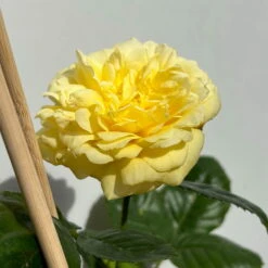 Duftende Beetrose 'Yellow Meilove®', Hellgelb, Topf 6 Liter -Günstiges Saat Zeit Geschäft 0460200845 beetrose yellow meilove premium 5 123892