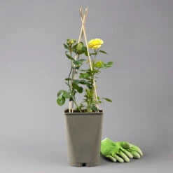 Duftende Beetrose 'Yellow Meilove®', Hellgelb, Topf 6 Liter