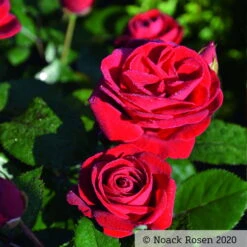 Stammrose 'Kompass'®, Beetrose, Rot, Stammhöhe 60 Cm Im 7,5 Liter Topf -Günstiges Saat Zeit Geschäft 0460200855 Kompass Premium Beetrose rot Bluetenzauber1 76518