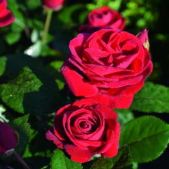 Beetrose 'Kompass'®, Rot, Topf 6 Liter -Günstiges Saat Zeit Geschäft 0460200855 Kompass Premium Beetrose rot Bluetenzauber 75088 1