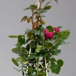 Beetrose 'Kompass'®, Rot, Topf 6 Liter -Günstiges Saat Zeit Geschäft 0460200855 beetrose kompass 1 124089