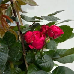 Beetrose 'Kompass'®, Rot, Topf 6 Liter -Günstiges Saat Zeit Geschäft 0460200855 beetrose kompass 6 123895