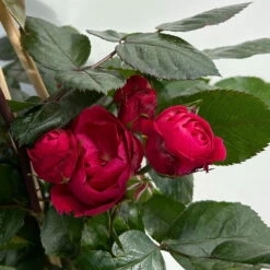 Beetrose 'Kompass'®, Rot, Topf 6 Liter -Günstiges Saat Zeit Geschäft 0460200855 beetrose kompass 7 123894