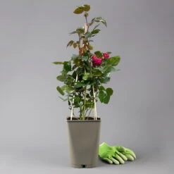 Beetrose 'Kompass'®, Rot, Topf 6 Liter