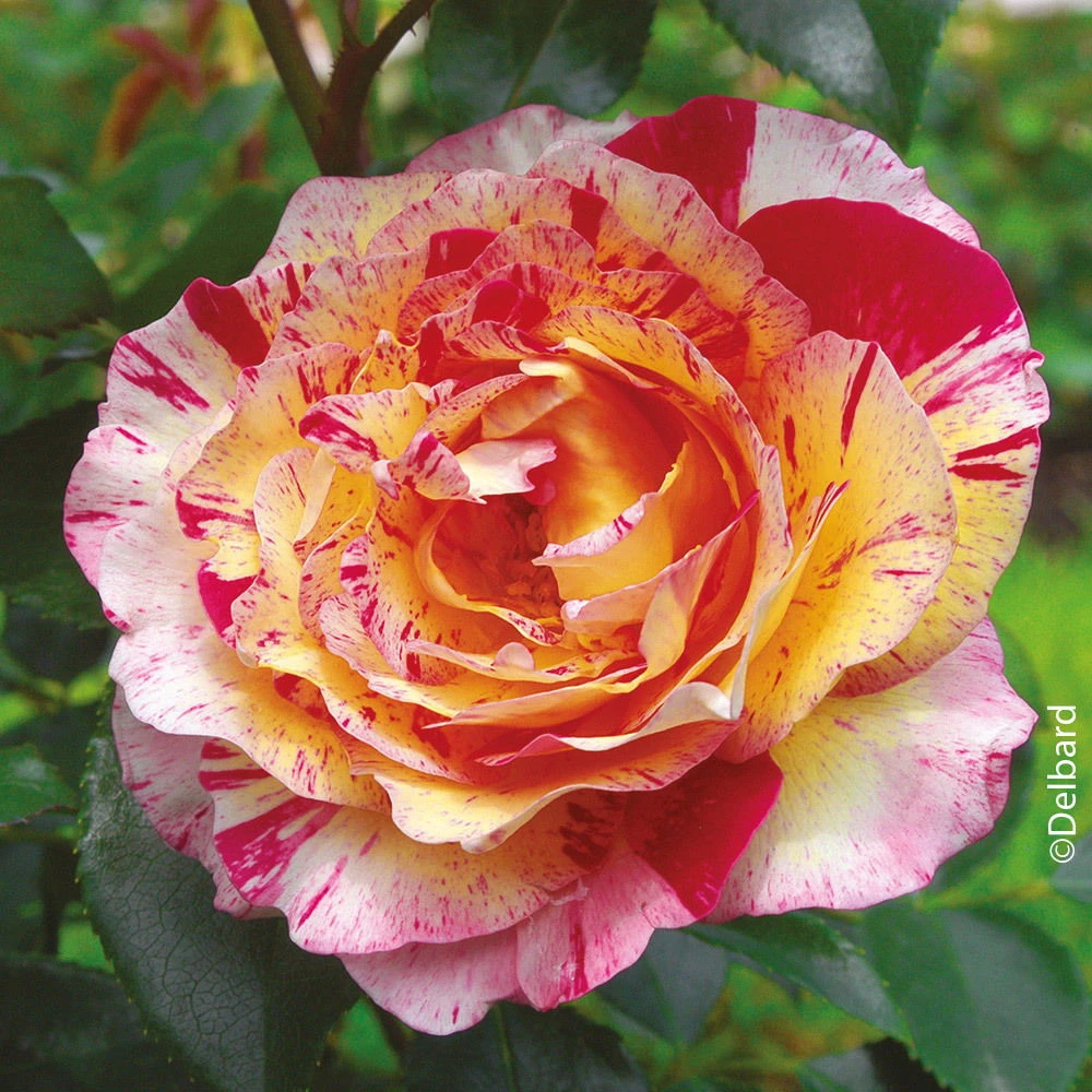 Französische Rose 'Camille Pissarro'®, Topf 6 Liter 3 Französische Rose 'Camille Pissarro'®, Topf 6 Liter