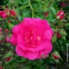 Bodendeckerrose 'Heidetraum'®, Karminrosa, Topf 3 Liter, 4er Set -Günstiges Saat Zeit Geschäft 0460400285 Bodendeckerrose Heidetraum RGB Copyright NEU 03 42101