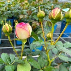 Strauchrose 'Eden Rose®', Hellrosa, Topf 6 Liter -Günstiges Saat Zeit Geschäft 0460500398 Eden Rose Strauchrose weissrosa 4 126480