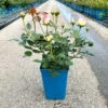 Strauchrose 'Eden Rose®', Hellrosa, Topf 6 Liter -Günstiges Saat Zeit Geschäft 0460500398 Eden Rose Strauchrose weissrosa 6 126478