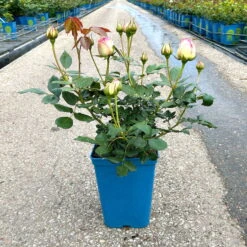 Strauchrose 'Eden Rose®', Hellrosa, Topf 6 Liter