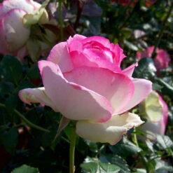 Strauchrose 'Eden Rose®', Hellrosa, Topf 6 Liter -Günstiges Saat Zeit Geschäft 0460500398 Eden Rose RGB 5901