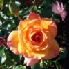 Strauchrose 'Sahara®', Goldgelb Bis Bronzerot, Topf 6 Liter 1 Strauchrose 'Sahara®', Goldgelb Bis Bronzerot, Topf 6 Liter -Günstiges Saat Zeit Geschäft 0460500409 Sahara RGB 5909