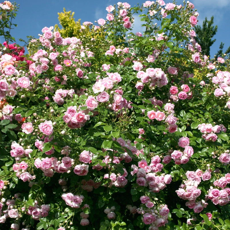 Kletterrose 'Jasmina®', Violett-rosa, Topf 6 Liter 4 Kletterrose 'Jasmina®', Violett-rosa, Topf 6 Liter – Bild 2