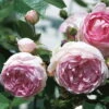 Kletterrose 'Jasmina®', Violett-rosa, Topf 6 Liter
