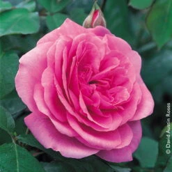 Englische Rose 'Gertrude Jekyll' (Ausbord), Rosa, Doppelbogen, Topf 10 Liter -Günstiges Saat Zeit Geschäft 0460750328 Englische Rose Gertrude Jekyll RGB Copyright NEU 01 42120