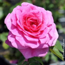 Englische Rose 'Gertrude Jekyll' (Ausbord), Rosa, Doppelbogen, Topf 10 Liter -Günstiges Saat Zeit Geschäft 0460750328 Englische Rose Gertrude Jekyll RGB Copyright NEU 42119