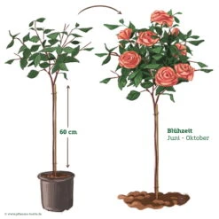 Stammrose 'Augusta Luise®', Edelrose, Stammhöhe 60cm Im 7,5 Liter Topf -Günstiges Saat Zeit Geschäft 046080 Rosenstamm apricot rosa 122132