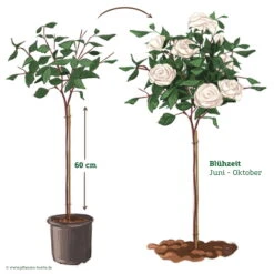 Stammrose 'Die Rose Ihrer Majestät'® (Beainesza), Stammhöhe 60cm Im 7,5 Lt Topf -Günstiges Saat Zeit Geschäft 046080 Rosenstamm weiss 122136