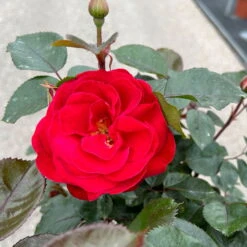 Stammrose 'Kompass'®, Beetrose, Rot, Stammhöhe 60 Cm Im 7,5 Liter Topf -Günstiges Saat Zeit Geschäft 0460800735 Kompass Halbstamm rot 2 126522