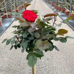 Stammrose 'Kompass'®, Beetrose, Rot, Stammhöhe 60 Cm Im 7,5 Liter Topf -Günstiges Saat Zeit Geschäft 0460800735 Kompass Halbstamm rot 4 126523