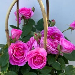 Englische Rose 'Gertrude Jekyll' (Ausbord), Rosa, Doppelbogen, Topf 10 Liter -Günstiges Saat Zeit Geschäft 0460850639 rose gertrude jekyll premium doppelbogen 10 124612