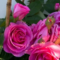Englische Rose 'Gertrude Jekyll' (Ausbord), Rosa, Doppelbogen, Topf 10 Liter -Günstiges Saat Zeit Geschäft 0460850639 rose gertrude jekyll premium doppelbogen 11 124616