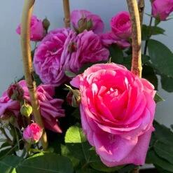 Englische Rose 'Gertrude Jekyll' (Ausbord), Rosa, Doppelbogen, Topf 10 Liter -Günstiges Saat Zeit Geschäft 0460850639 rose gertrude jekyll premium doppelbogen 12 124615