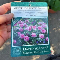 Englische Rose 'Gertrude Jekyll' (Ausbord), Rosa, Doppelbogen, Topf 10 Liter -Günstiges Saat Zeit Geschäft 0460850639 rose gertrude jekyll premium doppelbogen 13 124614