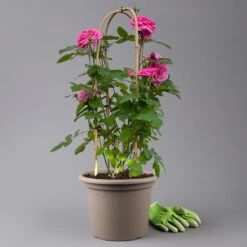 Englische Rose 'Gertrude Jekyll' (Ausbord), Rosa, Doppelbogen, Topf 10 Liter -Günstiges Saat Zeit Geschäft 0460850639 rose gertrude jekyll premium doppelbogen 1 125104