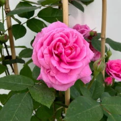 Englische Rose 'Gertrude Jekyll' (Ausbord), Rosa, Doppelbogen, Topf 10 Liter -Günstiges Saat Zeit Geschäft 0460850639 rose gertrude jekyll premium doppelbogen 3 124613