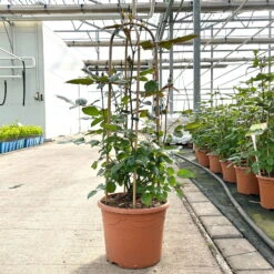 Beetrose 'Westpoint'®, Blutorange, Doppelbogen, Topf 10 Liter