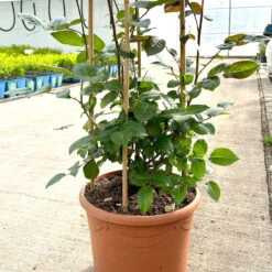 Beetrose 'Westpoint'®, Blutorange, Doppelbogen, Topf 10 Liter -Günstiges Saat Zeit Geschäft 0460850981 rose westpoint doppelbogen 3 124044