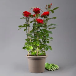 Beetrose 'Westpoint'®, Blutorange, Doppelbogen, Topf 10 Liter -Günstiges Saat Zeit Geschäft 0460850981 rose westpoint premium doppelbogen 3 t 125106