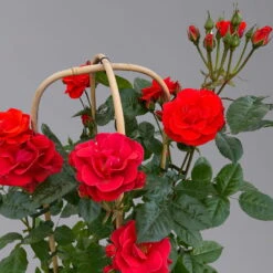 Beetrose 'Westpoint'®, Blutorange, Doppelbogen, Topf 10 Liter -Günstiges Saat Zeit Geschäft 0460850981 rose westpoint premium doppelbogen 3 125107