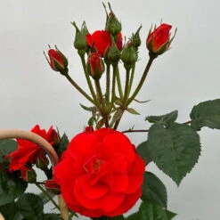 Beetrose 'Westpoint'®, Blutorange, Doppelbogen, Topf 10 Liter -Günstiges Saat Zeit Geschäft 0460850981 rose westpoint premium doppelbogen 4 124619