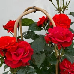 Beetrose 'Westpoint'®, Blutorange, Doppelbogen, Topf 10 Liter -Günstiges Saat Zeit Geschäft 0460850981 rose westpoint premium doppelbogen 5 124618